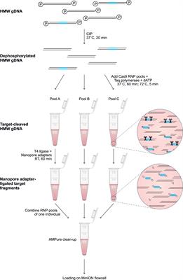 Rapid Characterization of Complex Killer Cell Immunoglobulin-Like Receptor (KIR) Regions Using Cas9 Enrichment and Nanopore Sequencing